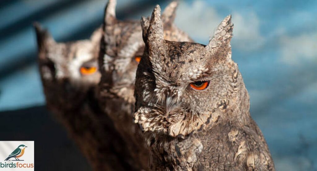 Scops Owl