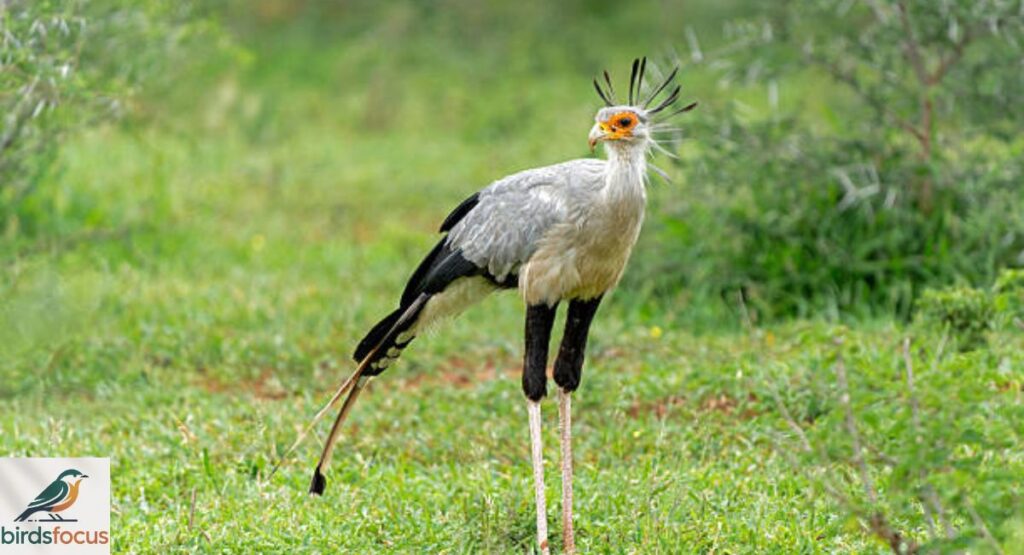 Secretary Bird