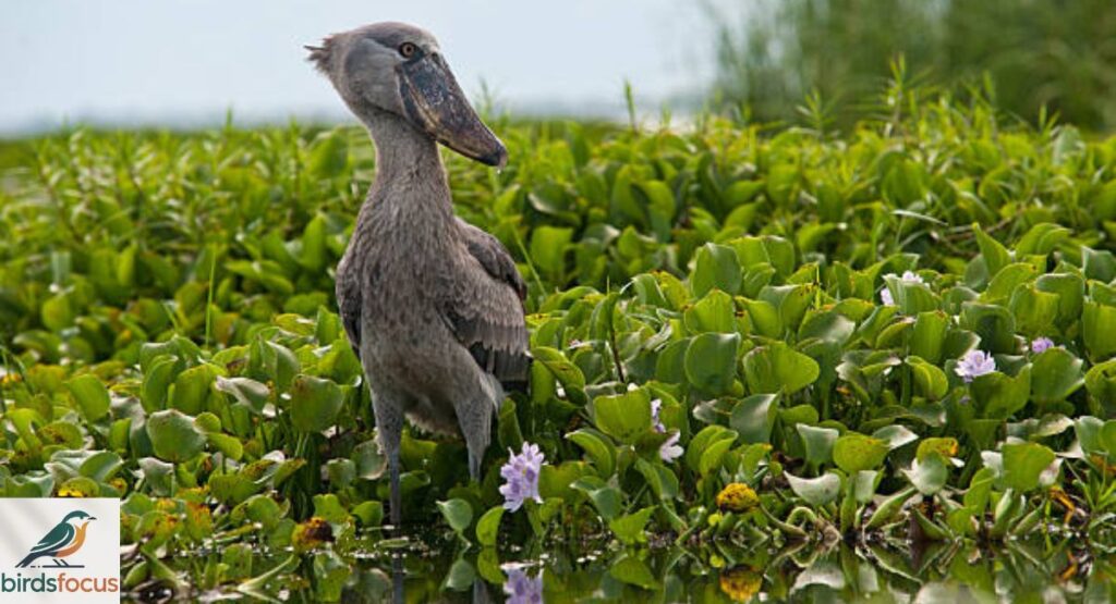Shoebill