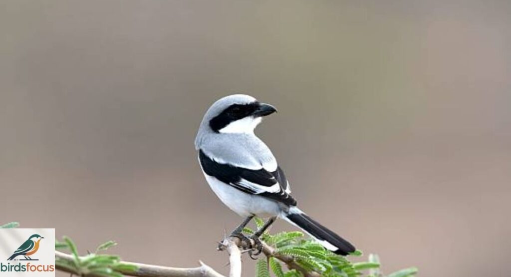 shrike