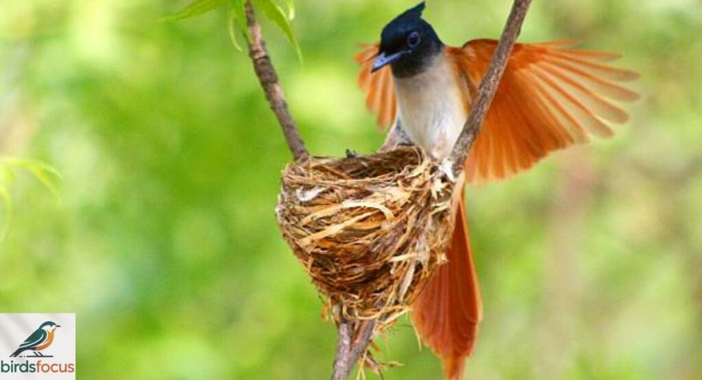 Silk Flycatcher