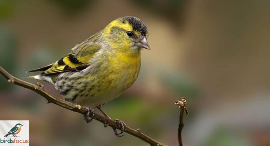 Siskin