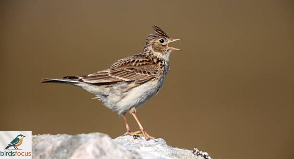 Skylark