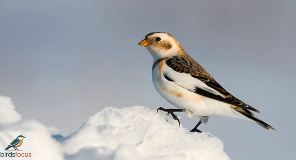 Snow Bunting