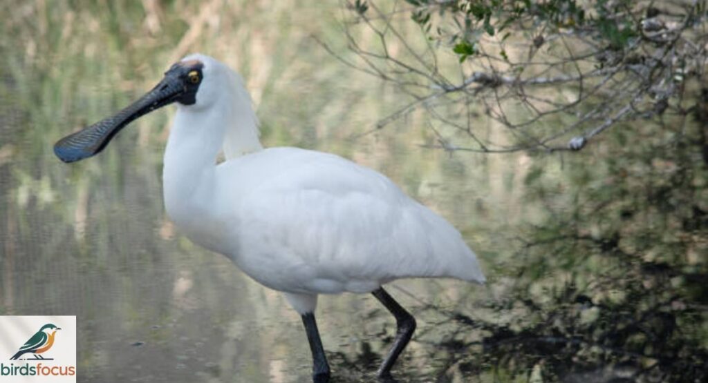 Spoonbill