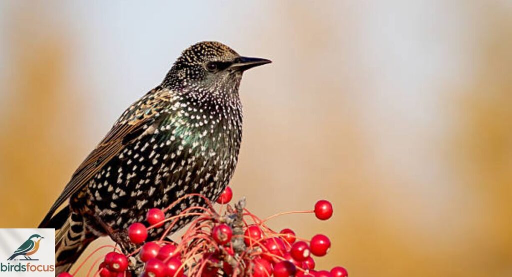 Starling