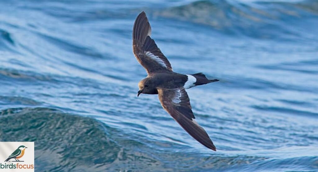 Storm Petrel