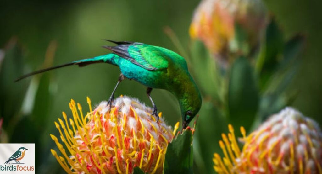Sunbird