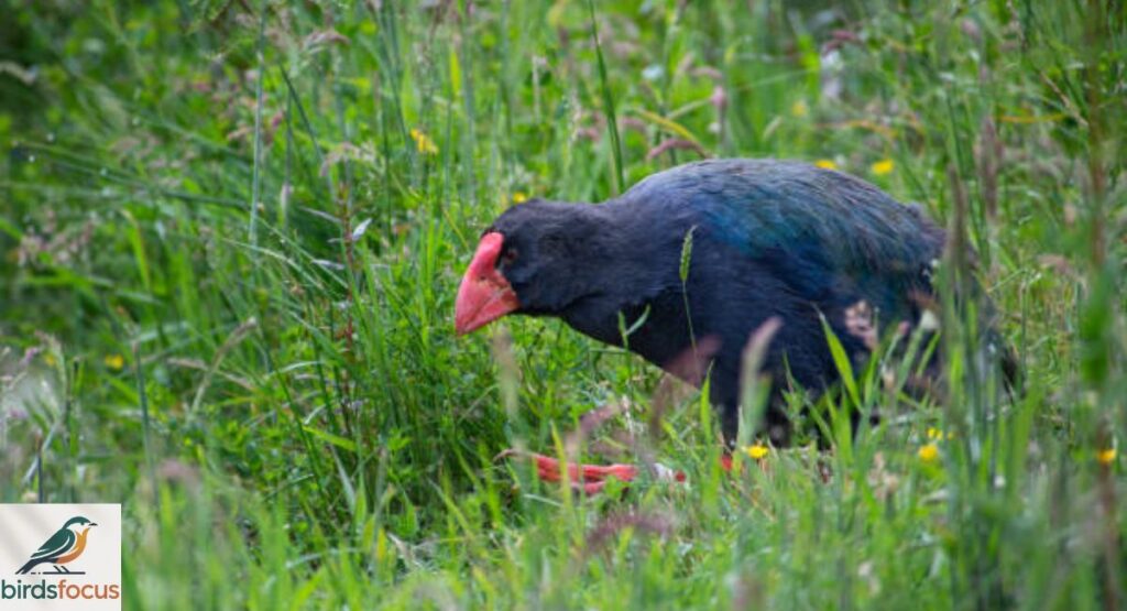 Takahe