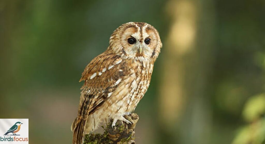 Tawny Owl