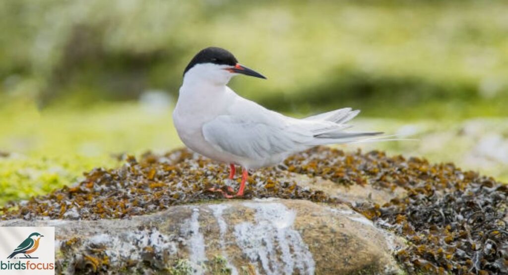 Tern