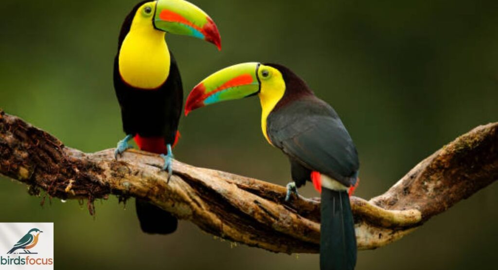 Toucan