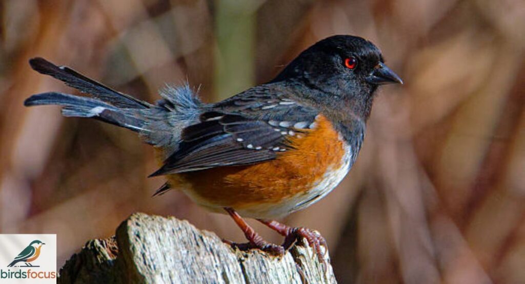 Towhee