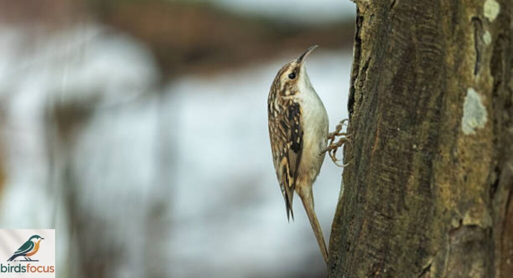 Treecreeper