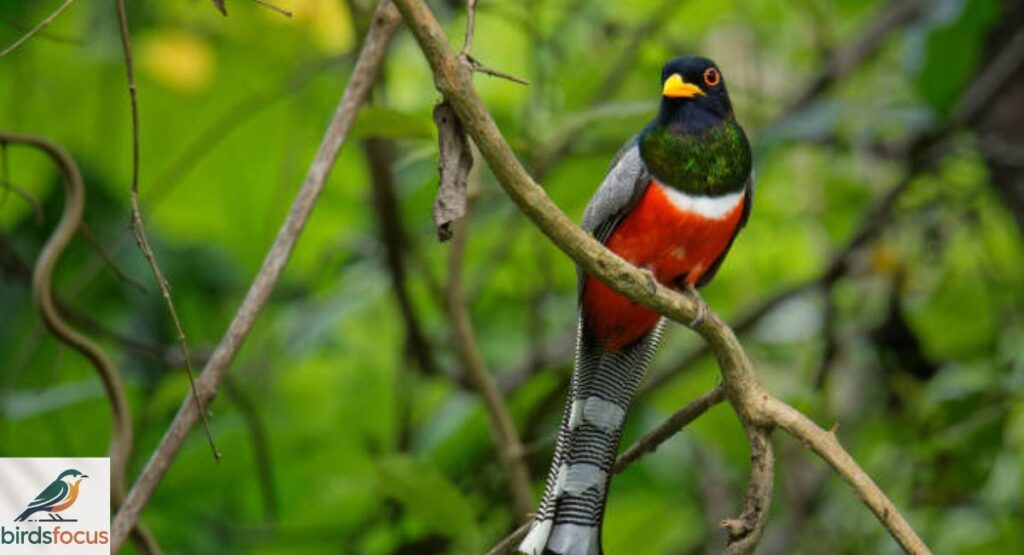 Trogon