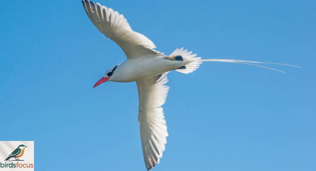 Tropicbird