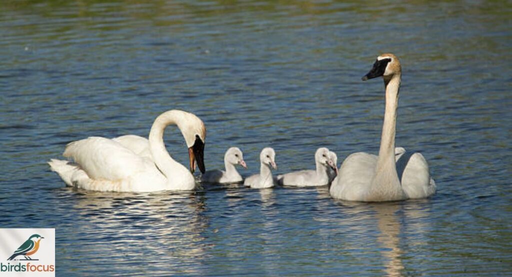 Trumpeter Swan