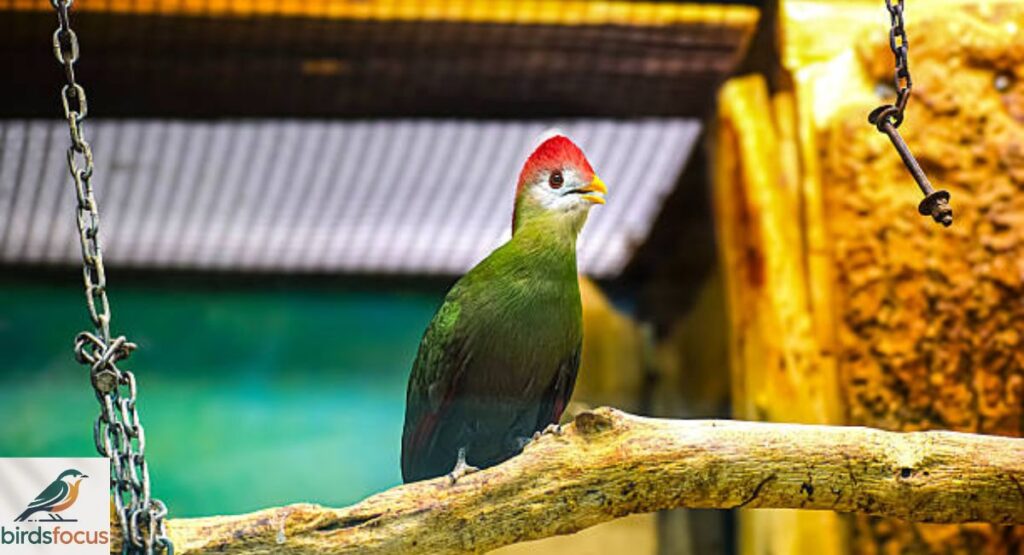 Turaco