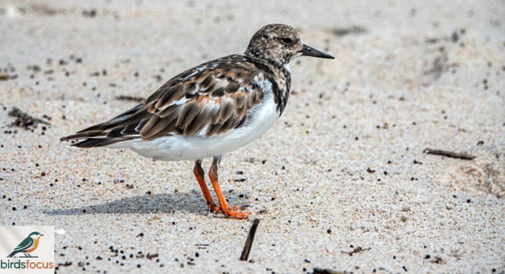 Turnstone