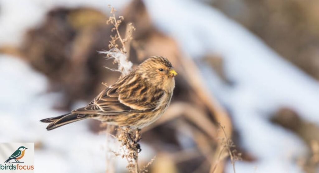 Twite