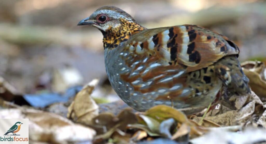 Udzungwa Forest Partridge