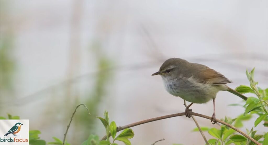 Uguisu (Japanese Bush Warbler)