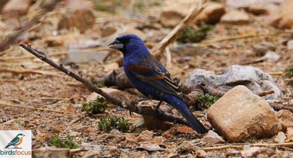 Ultramarine Grosbeak
