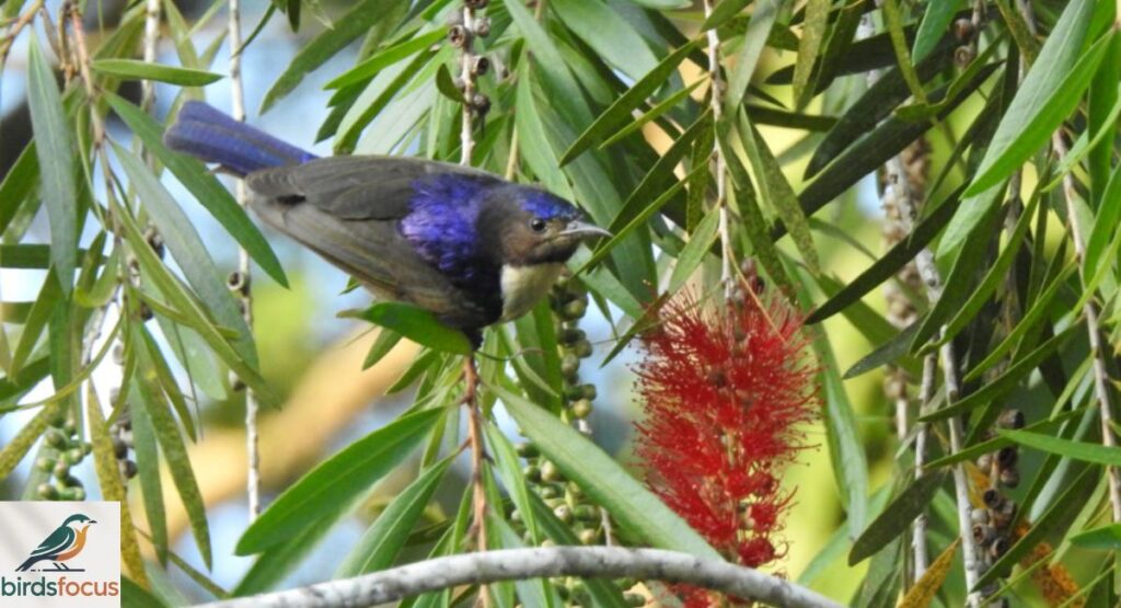 Uluguru Violet-backed Sunbird