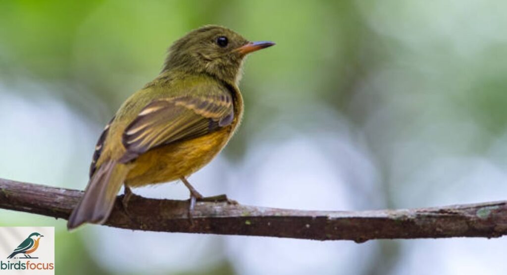 Umber-bellied Flycatcher