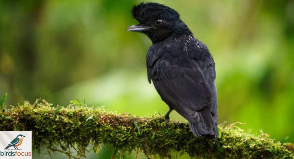Umbrellabird