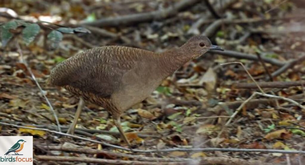Undulated Tinamou