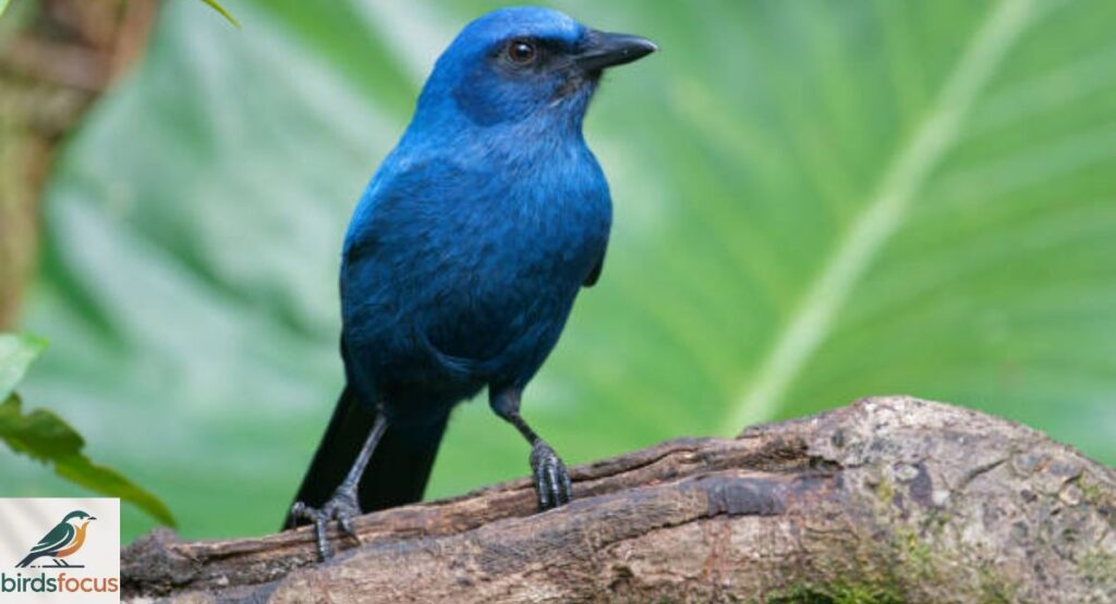 Unicolored Jay