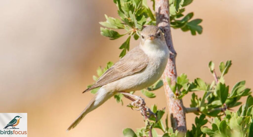 Upcher’s Warbler