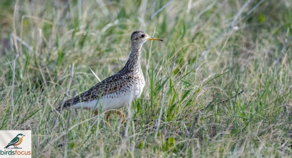 Upland Sandpiper