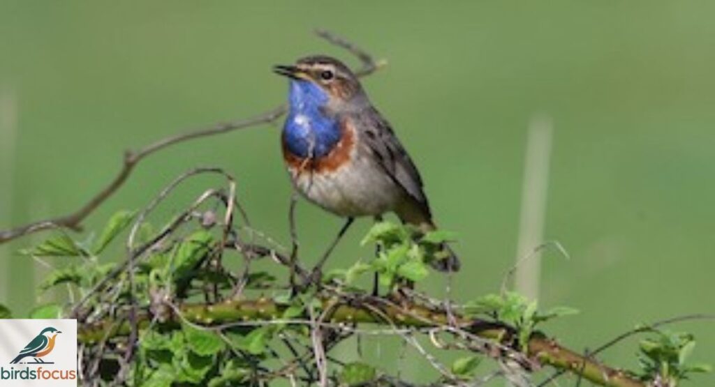 Upper Galilee Mountain Bluethroat