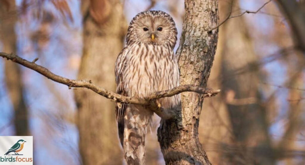 Ural Owl