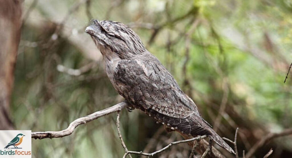 Urutau (Common Potoo)