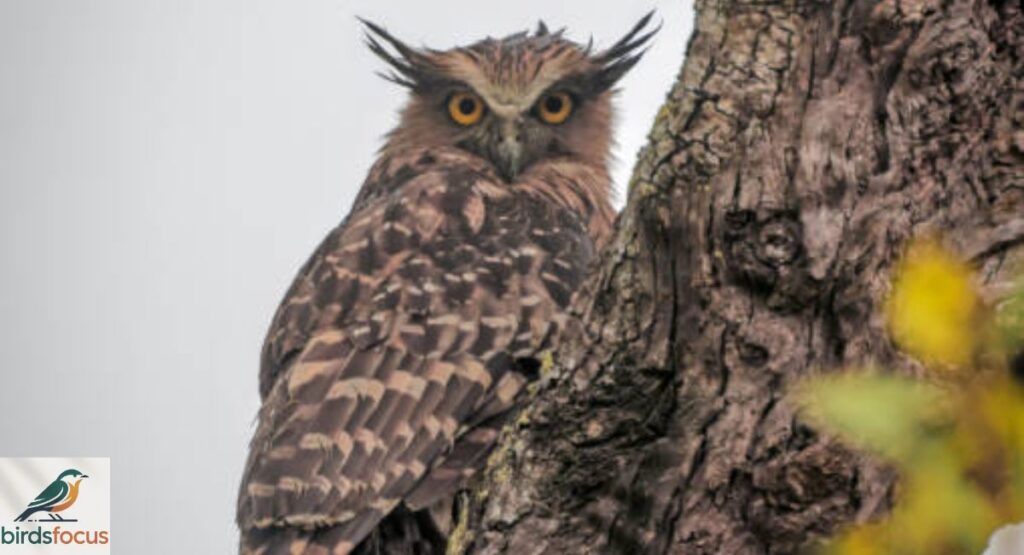 Usambara Eagle-Owl