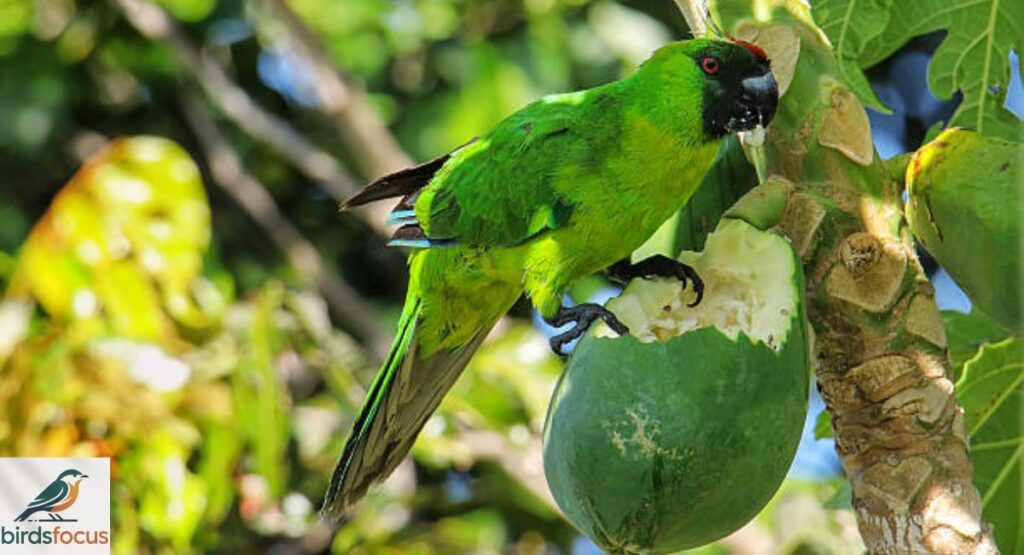 Uvea Parakeet