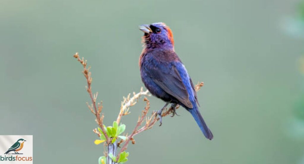 Varied Bunting