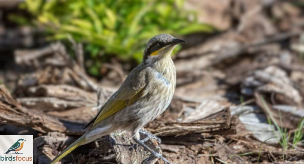 Varied Honeyeater