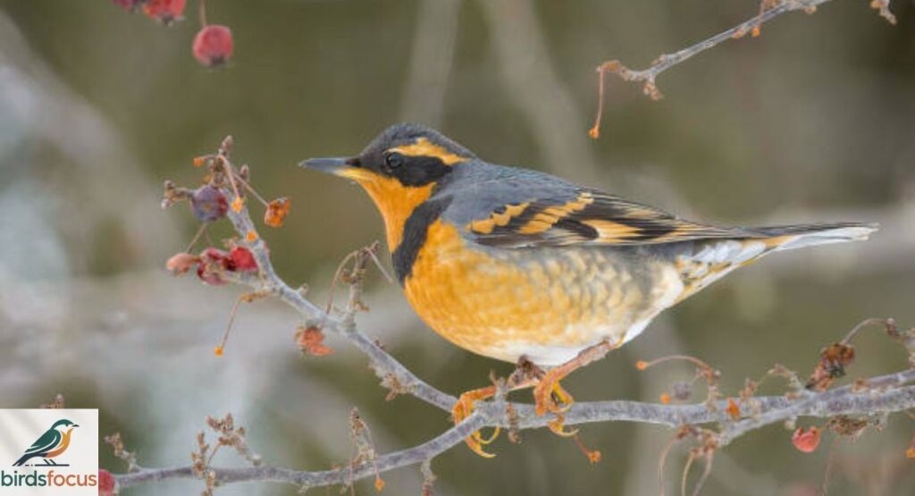 Varied Thrush