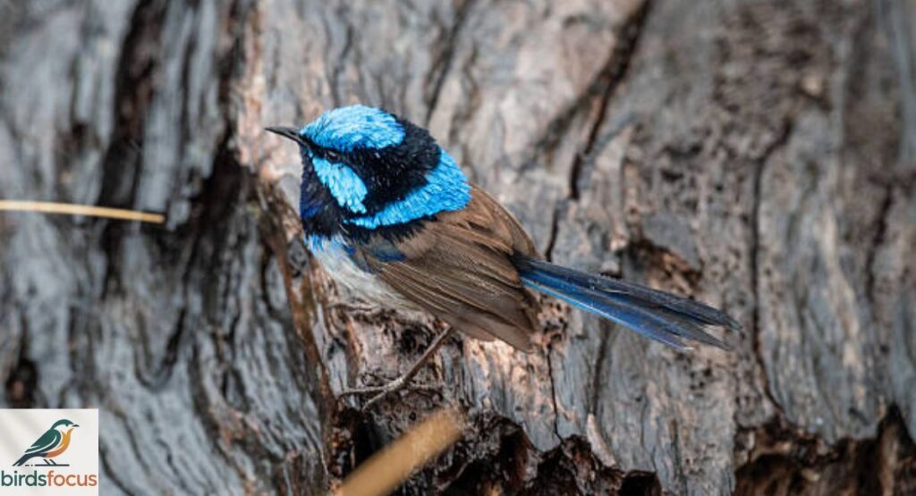 Variegated Fairywren