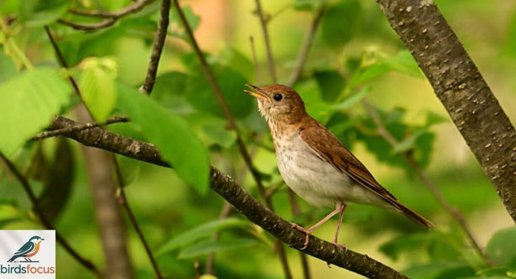 Veery