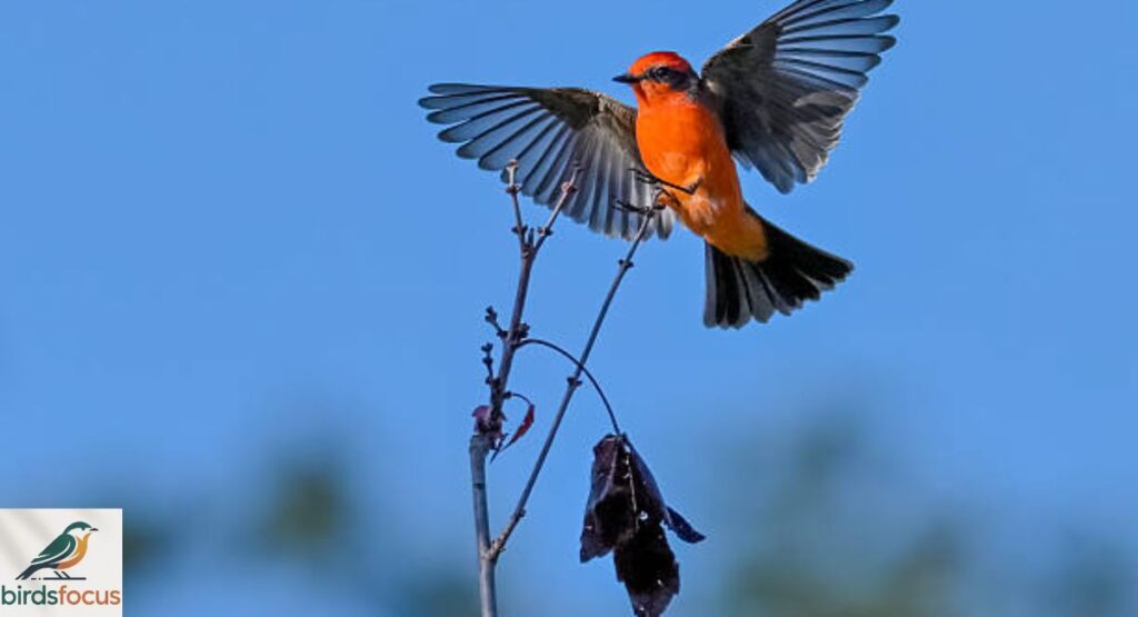 Vermilion Flycatcher
