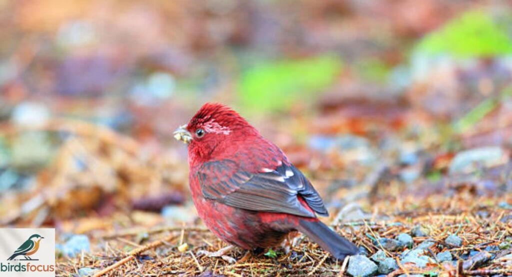 Vinaceous Rosefinch