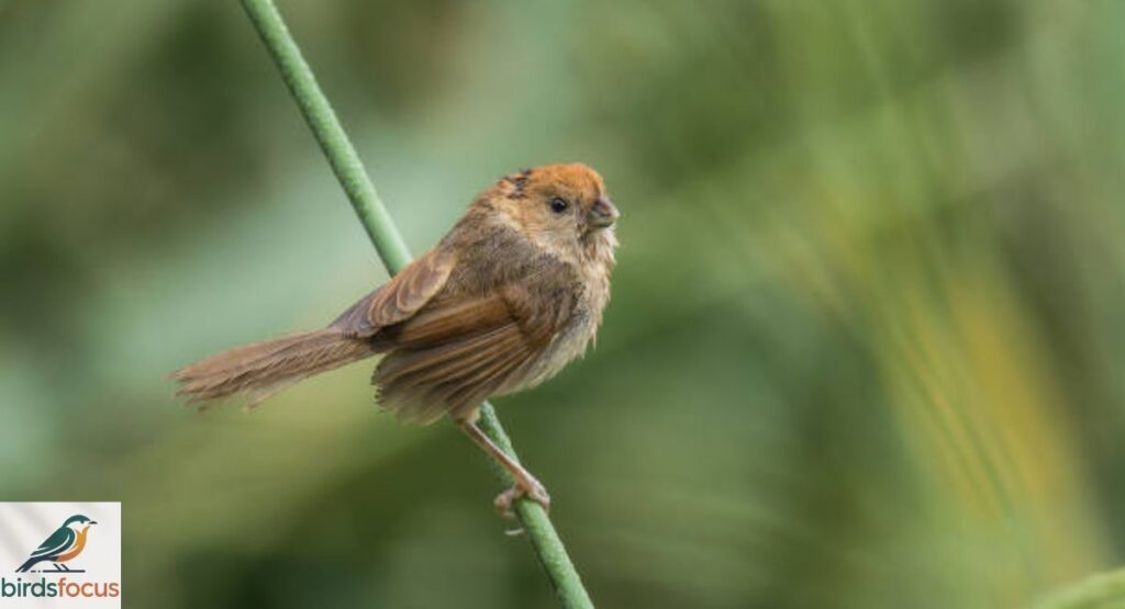 Vinous-throated Parrotbill