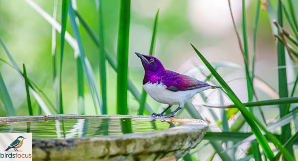 Violet-backed Starling