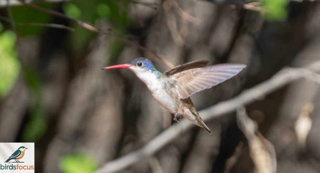 Violet-crowned Hummingbird