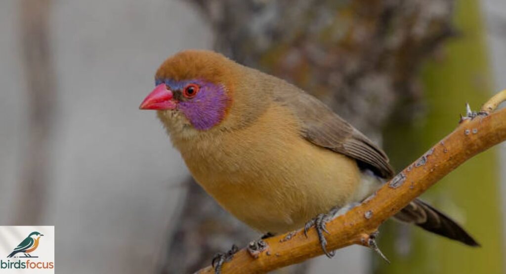 Violet-eared Waxbill